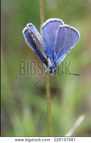 Blue Butterfly Taking A Break On A Twig Opening His Wings