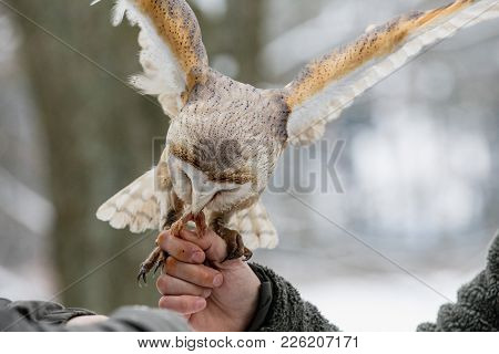 Feeding The Eurasian Tawny Owl, Strix Aluco, In The Woods In The Winter. Eurasian Tawny Owl Takes He