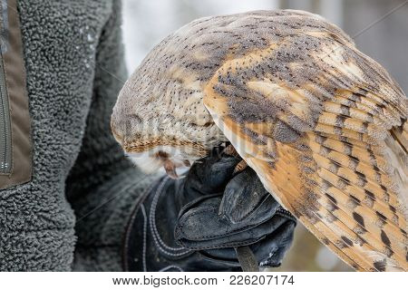 Feeding The Eurasian Tawny Owl, Strix Aluco, In The Woods In The Winter. Eurasian Tawny Owl Takes He