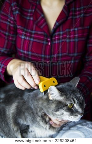 A woman combs her gray cat with a torch to get rid of excess wool. Caring for pets