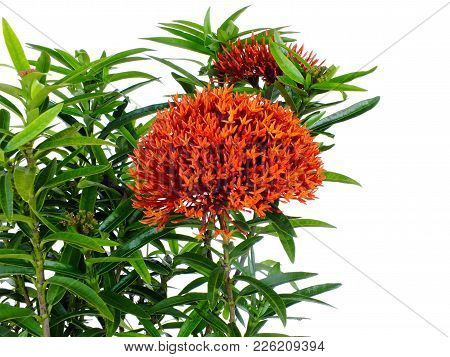 Red Spike Flower On White Background