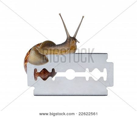 Caracol na navalha