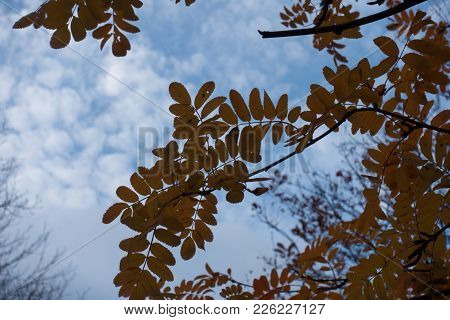 Branch Of Rowan Against The Sky In Autumn