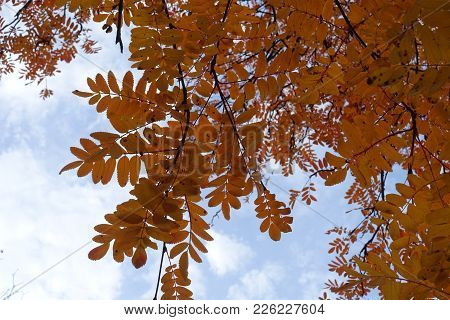 Bright Orange Leaves Of Rowan Against Blue Sky In November