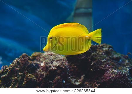 The Yellow Tang (zebrasoma Flavescens) Is A Saltwater Fish Species Of The Family Acanthuridae.
Popul