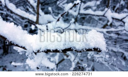Winter Close Up. Snowy Eiderdown On A Branch.