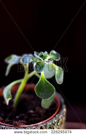 Nice Aichryson House Plant In A Pot Over The Black Background