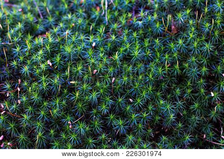 Green Moss Grown Up Cover The Rough Stones In The Forrest. Show With Macro View. Rocks Full Of The M