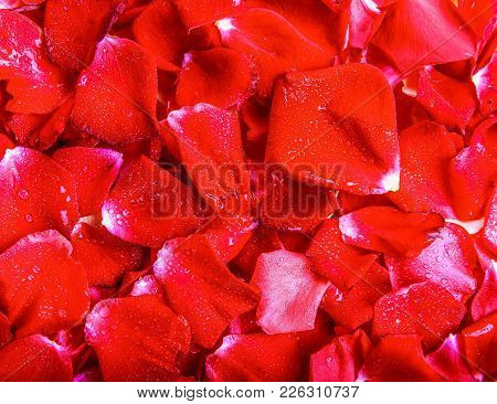 Background Texture Of Beautiful Delicate Red Rose Petals In A Random Pile