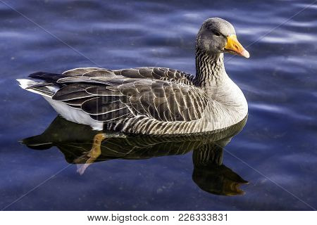 Wild Greylag Goose (anser Anser) In Bedfont Lakes Country Park - London, United Kingdom