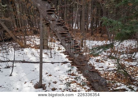 Mushrooms On The Trunk Of A Fallen Tree In A Winter Forest