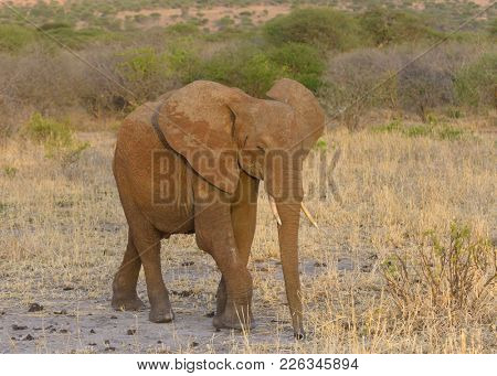 Closeup of African Elephant (scientific name: Loxodonta africana, or 