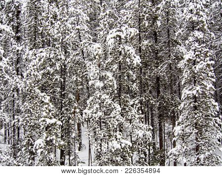Icy Trees At Sunwapta Falls In Winter Surrounded My Snowy Trees
