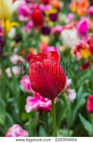 Flowers with water rain drops - nature background