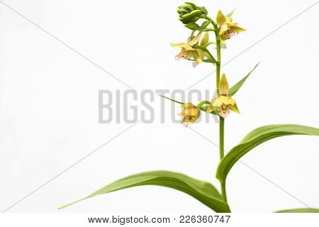 Yellow Epipactis Thunbergii Flower In Front Of White Background