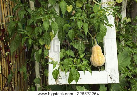 Butternut Pumpkin Or Butternut Squash Plant In Garden Of Agricultural Plantation Farm At Countryside