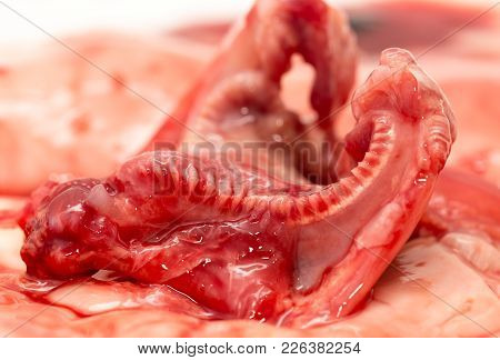 In The Blood Of Fish Guts As Background .