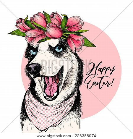 Portrait Of Siberian Husky Dog Wearing Tulip Crown And Bandana. Welcome Spring. Hand Drawn Colored V