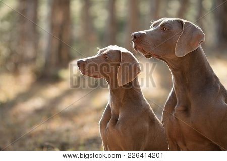 Two Beautiful Hunting Dogs Breed Weimaraner For A Walk In The Forest Portrait