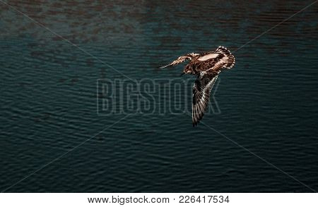 Bird Hunting Small Fish, Taken Before Landing, Porto, Portugal