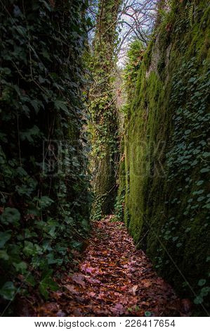 Small Trail Walled By Rocks Filled With Green Leaves, Portugal
