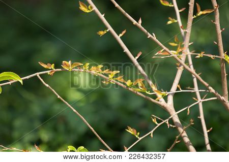 Young Green Leaf Of Fried Egg Tree