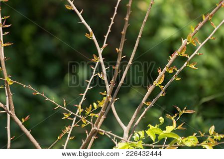 Young Green Leaf Of Fried Egg Tree