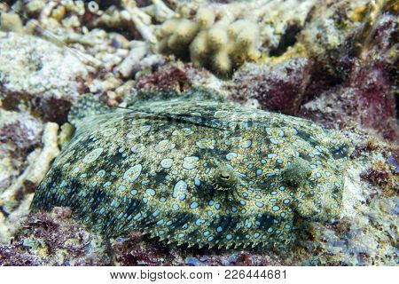 Excellent Camouflage Fish : The Peacock Flounder Is Also Called Flowery Flounder Because It Is Cover
