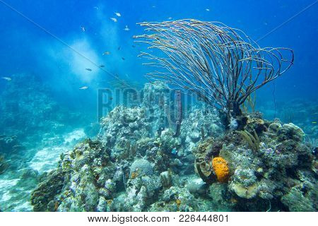 Coral Reef Landscape With Branch Coral, Sponges, Fish And Sediment Underwater.