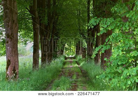 Walkway Of Tall Old Green Trees, The Old Dirt Road Between The Tall Trees