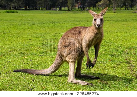 Adult Kangoroo In A Park Sydney Australia