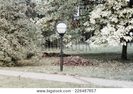Autumn Landscape: The Park In The Bushes And Trees Covered With Yellow Leaves, The Leaves Lying On T