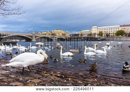 Swans On The River Vltava In Prague, Capital City Of Czech Republic, Near By Charles Bridge