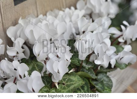 Many White Cyclamens Flowers With Stalks Close Up