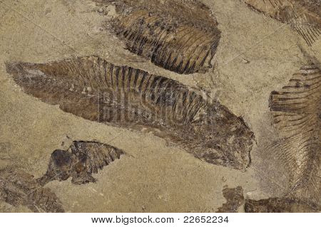 화석 화 된 물고기