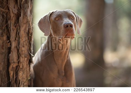 Beautiful Hunting Dog Weimaraner Looking At The Camera For A Walk In The Woods Portrait