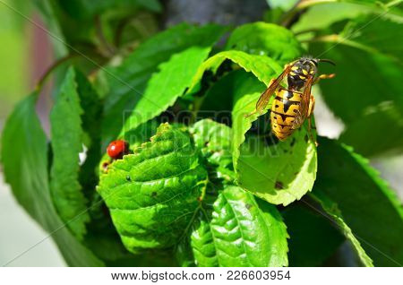 Wasp On A Background Of Raspberry Leaves. Horizontal Color Photo