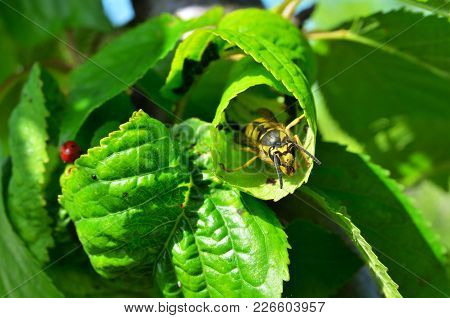 Wasp In Green Raspberry Leaves. Horizontal Photo