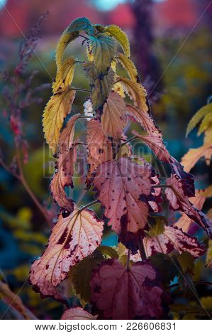 Autumn Nettle, Medicinal Plant, During Harvesting Medicinal Herbs