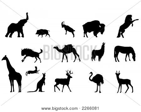 Wilde Tiere