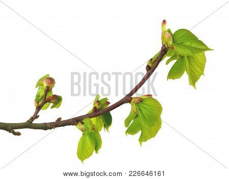 Linden In Herbal Medicine. Linden Flowers And Linden Tree In Spring. Blooming Linden Tree. Isolated 