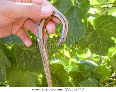 Veretenitsa Fragile. A Legless Lizard A Reptile