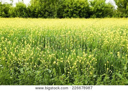 Rapeseed Field. Yellow Rape Flowers, Field Landscape. Blue Sky And Rape On The Field