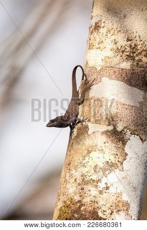 Black Brown Anole Lizard Anolis Sagrei