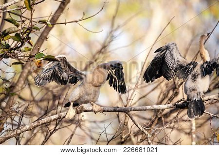 Juvenile Anhinga Bird Called Anhinga Anhinga