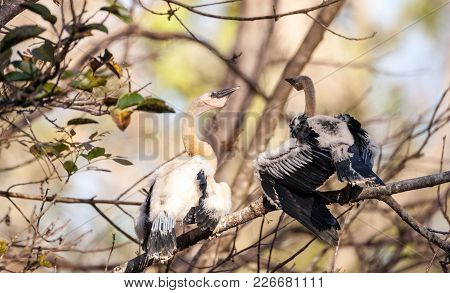 Juvenile Anhinga Bird Called Anhinga Anhinga