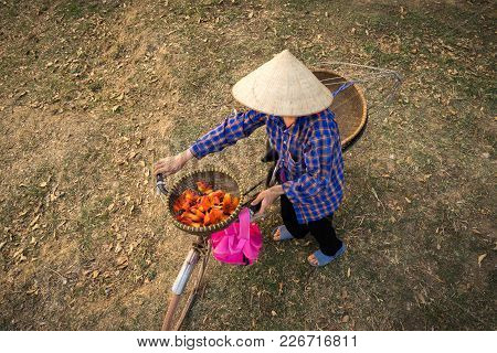 Top View Of Vietnamese Woman With Bike And Basket Of Blossoming Bombax Ceiba. The Woman Wears Conica
