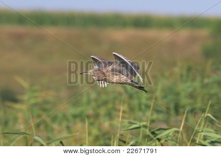 검은 즉 위 밤-헤론 비행에서 미 숙 / Nycticorrax nycticorax