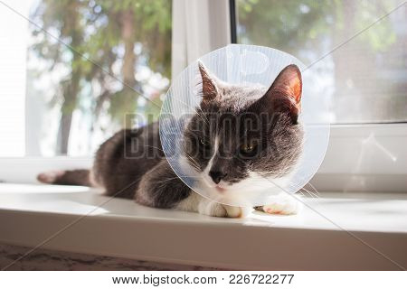 Pathetic Cute Sick Grey Cat Transparent E-collar Patient Window