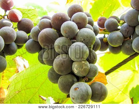 Cluster Of Appetizing Juicy Ripe Sweet Dark Blue Grapes On A Grapevine, Grapes Season